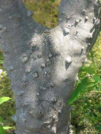         Bark (Winter Haven, FL)  