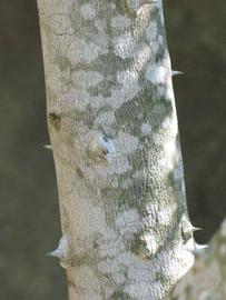         Bark (Winter Haven, FL)  