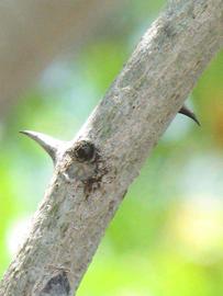              Second - third year twig (Winter Haven, FL)       