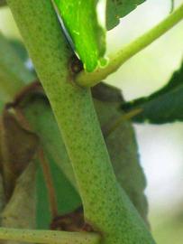            First year twig (Winter Haven, FL)   