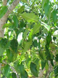              Shade leaves (Winter Haven, FL)       