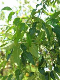              Shade leaves (Winter Haven, FL)       