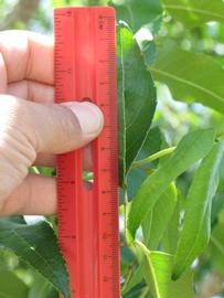               Leaflet (Winter Haven, FL)       