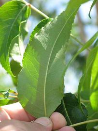                Leaflet (Winter Haven, FL)       