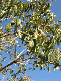            Sun leaves (Winter Haven, FL)   