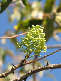              Inflorescence (Winter Haven, FL)       