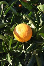              Fruit (Riverside, CA)       