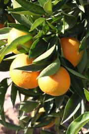              Fruit (Riverside, CA)       