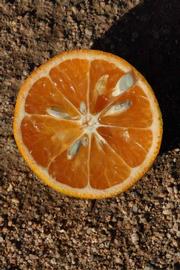              Fruit cross-section (Riverside, CA)       