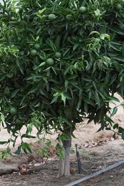            Habit (Riverside, CA)   