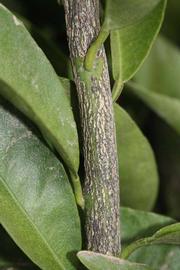              Second - third year twig (Riverside, CA)       