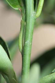            First year twig (Riverside, CA)   