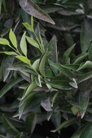              Shade leaves (Riverside, CA)       
