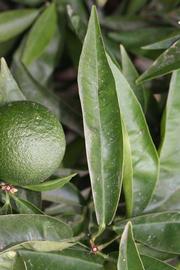              Unifoliolate leaf (Riverside, CA)       