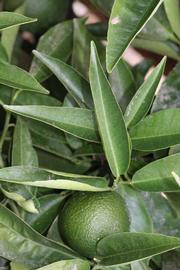              Unifoliolate leaf (Riverside, CA)       