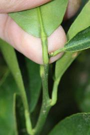              Petiole (Riverside, CA)       