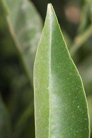              Margin (Winter Haven, FL)       