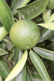              Immature fruit (Riverside, CA)       