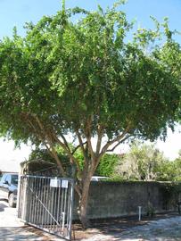            Habit (Winter Haven, FL)   