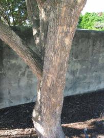            Bark (Winter Haven, FL)   