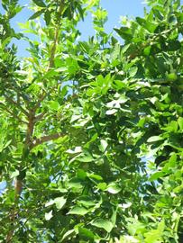              Sun leaves (Winter Haven, FL)       