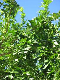              Sun leaves (Winter Haven, FL)       