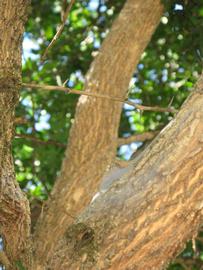            Bark (Winter Haven, FL)   