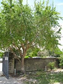              Habit (Winter Haven, FL)       