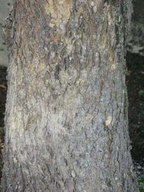         Bark (Winter Haven, FL)  