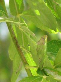            First year twig (Winter Haven, FL)   
