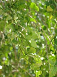              Shade leaves (Winter Haven, FL)       