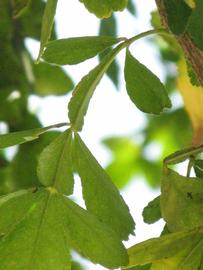              Rachis (Winter Haven, FL)       