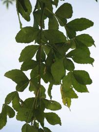              Shade leaves (Winter Haven, FL)       