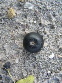              Fruit (Winter Haven, FL)       