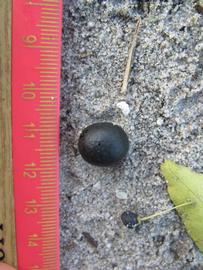              Fruit (Winter Haven, FL)       