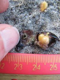              Fruit cross-section (Winter Haven, FL)       