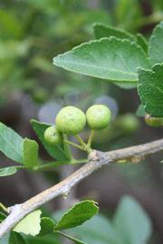              Immature fruit (Riverside, CA)       