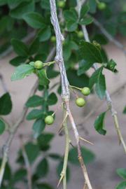             Immature fruit (Riverside, CA)       