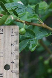              Immature fruit (Riverside, CA)       