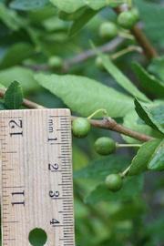              Immature fruit (Riverside, CA)       