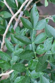              Compound leaf (Riverside, CA)       