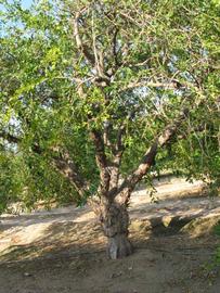            Habit (Riverside, CA)   
