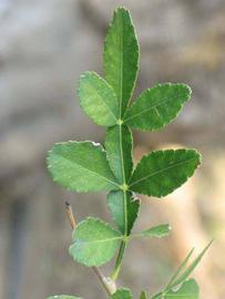              Compound leaf (Riverside, CA)       