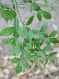              Shade leaves (Riverside, CA)       