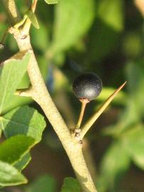            Fruit of  Hesperethusa crenulata         (Riverside, CA)   