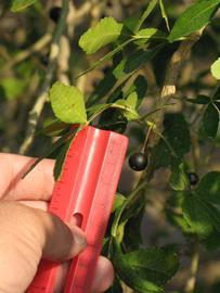            Fruit (Riverside, CA)   