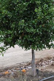            Habit (Riverside, CA)   