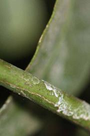            First year twig (Riverside, CA)   