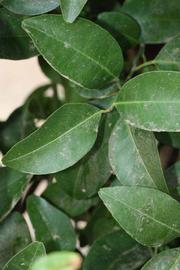              Shade leaves (Riverside, CA)       