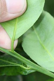              Petiole (Riverside, CA)       